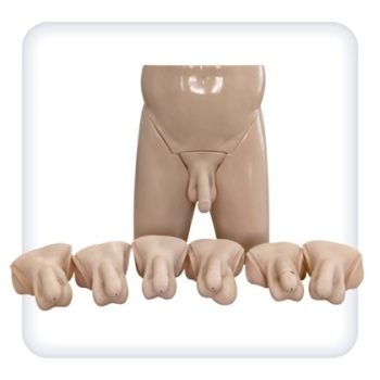 Clinical Male Pelvic Trainer