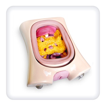 The model of the peritoneum with ureters and organs is life-size and anatomically accurate.
