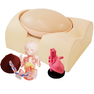 Fetus Ultrasound Examination Phantom"
