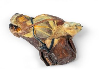 Canine half head – sagittal section