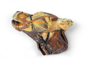 Canine half head – sagittal section