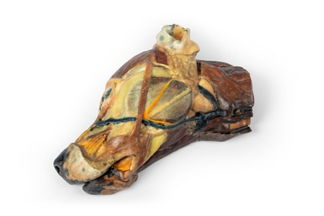 Canine half head – sagittal section - Image 2
