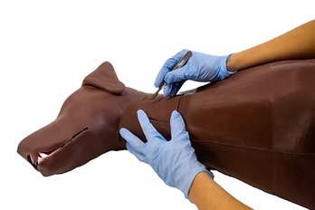 Canine Oesophageal Feeding Tube ModelC