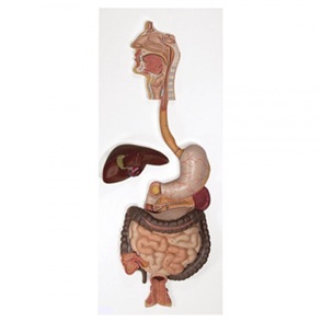 Digestive System, 4 Parts