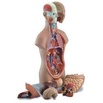 Sexless Torso