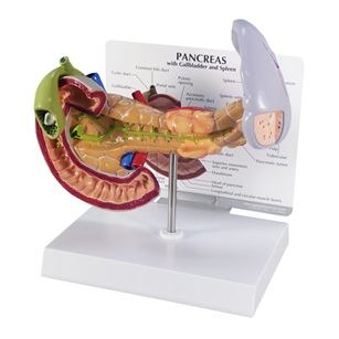 Life Size Model of the Pancreas
