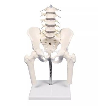 Lumbar spine with pelvis, for demonstration of malpositions---------Free Scoliometer with this item