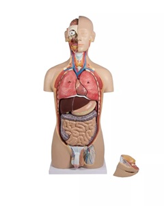 Torso with open back, 27-part, dual sex