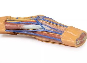 Cubital Fossa