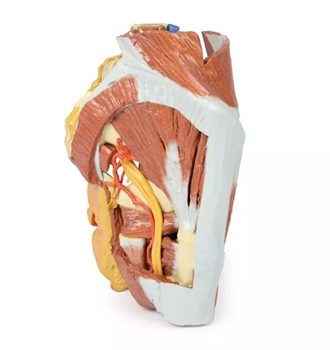 Female right pelvis