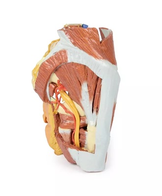 Female right pelvis