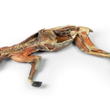 Cat Specimen Whole Body