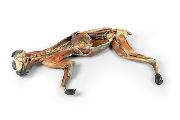 Cat Specimen Whole Body