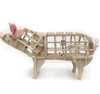 Interlocking Porcine Model