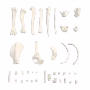 Canine Bones