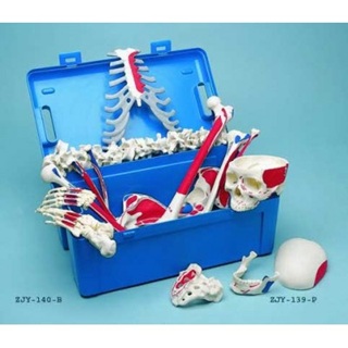 Disarticulated Half Skeleton, 3 Part Skull, Painted
