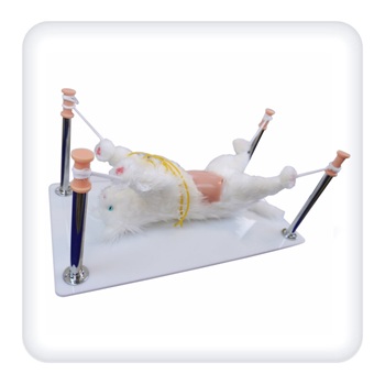 Practical Skills imitation of Cats Body