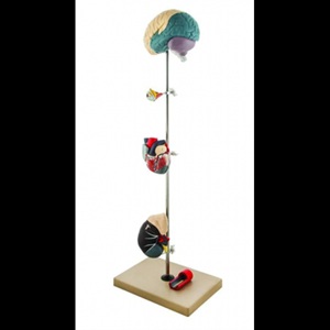 Hypertension Model