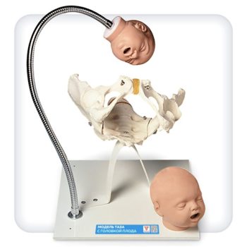 Pelvis Model With Fetal Head