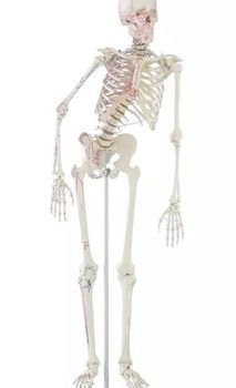 A New Range of Bendable Full Body Skeleton have now arrived to Medstore