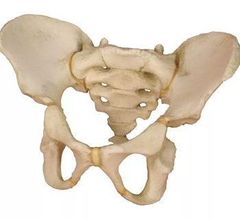 Pelvis of a 6 year old child