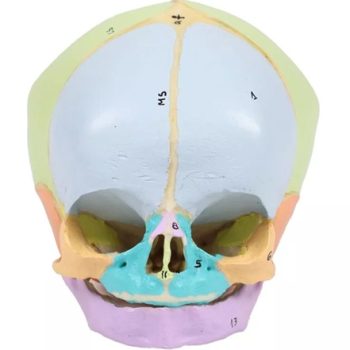 Fetal skull, 40th week, didactically painted