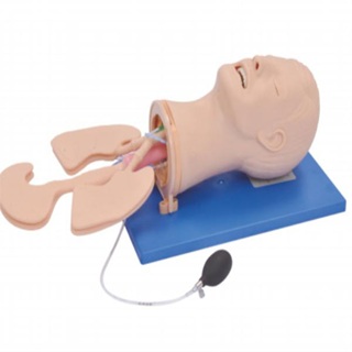 Airway Management Model