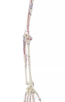 Skeleton of arm with muscle marking