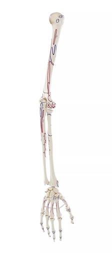Skeleton of arm with muscle marking
