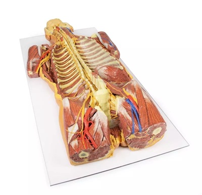 A New way of Looking at Anatomical Models: Posterior Body Wall / Ventral Deep Dissection