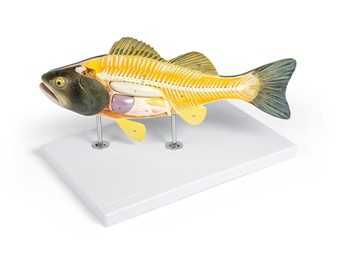 Model of European perch (Perca fluviatilis)"