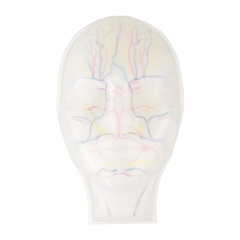 Clear Facial Model With Vessels