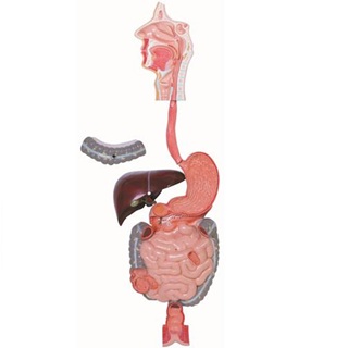 The Human Digestive System