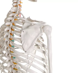 Didactic skeleton Current offers on this Product - Image 3