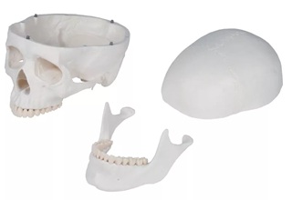 Didactic skeleton Current offers on this Product - Image 4