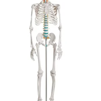Didactic skeleton Current offers on this Product
