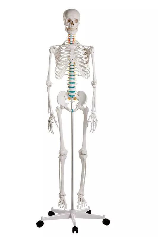 Didactic skeleton Current offers on this Product