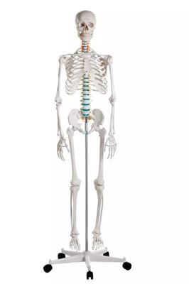 Didactic skeleton Current offers on this Product - Image 2