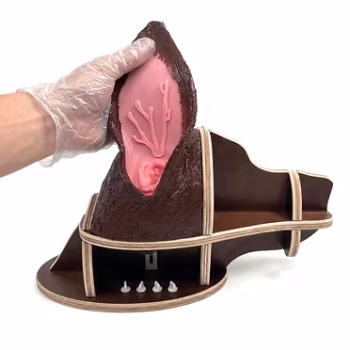 Dog Examination Ear