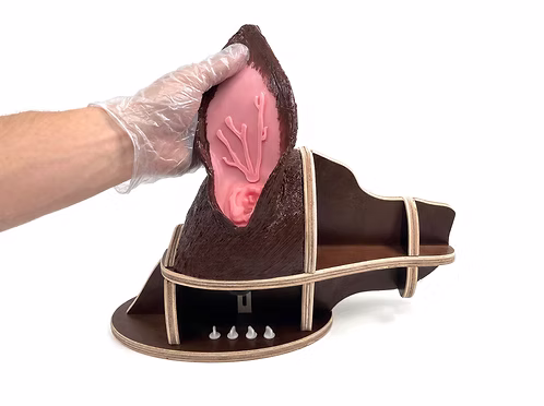 Dog Examination Ear