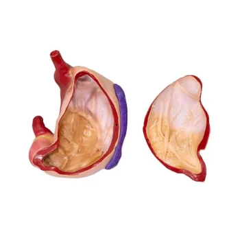 A Full Range of Pig Models now available from Medstore "Pig stomach model, 2 parts, 1/3 natural size"