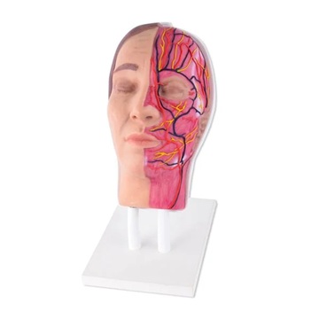 Facial Injection Training Head with Muscles, Arteries & Nerves – Half Anatomy Manikin for Botox and Dermal Filler Practice