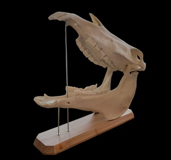 Equine Skull Model