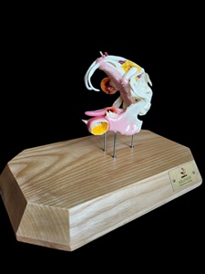 Rabbit Jaw Model